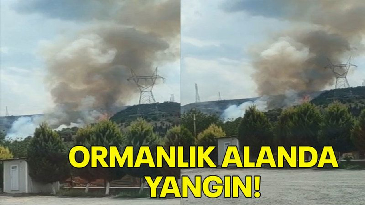 Kocaeli'de ormanlık alanda yangın çıktı